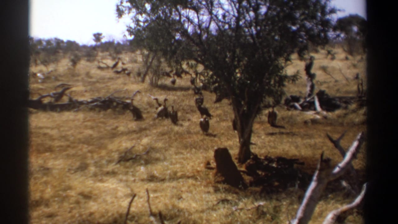Dry savanna with scattered trees and several dark birds on the ground.