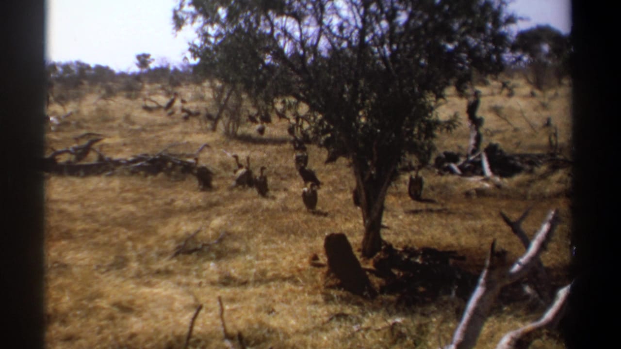 Savanna clearing with vultures near trees and fallen branches.