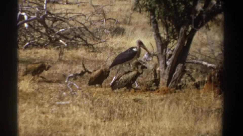1969 Kenya home-movie frame with a marabou stork and vultures clustered near a tree and fallen branches.