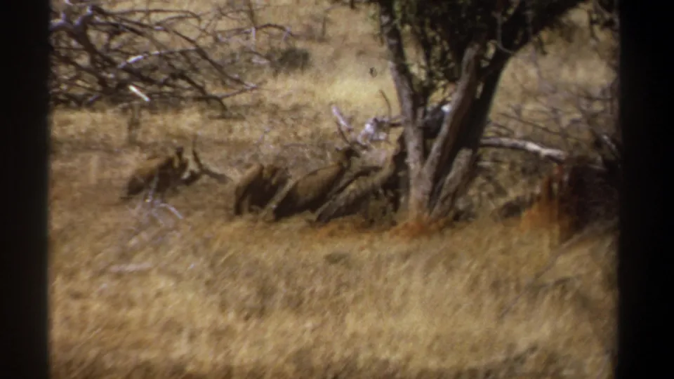 Kenya 1969 8mm frame showing vultures gathered low in the grass beside a tree on dry savanna.