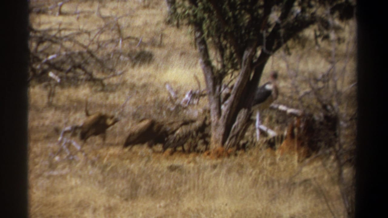Dark birds gather near a carcass under a sparse tree in dry grass.
