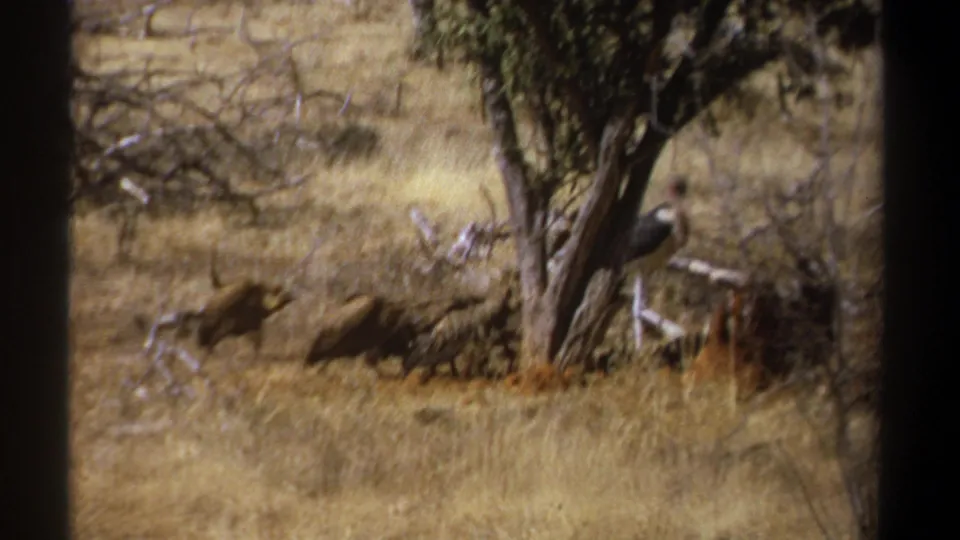 1969 Kenya 8mm frame showing large dark birds around a food source beneath a sparse tree in a dry savanna setting.
