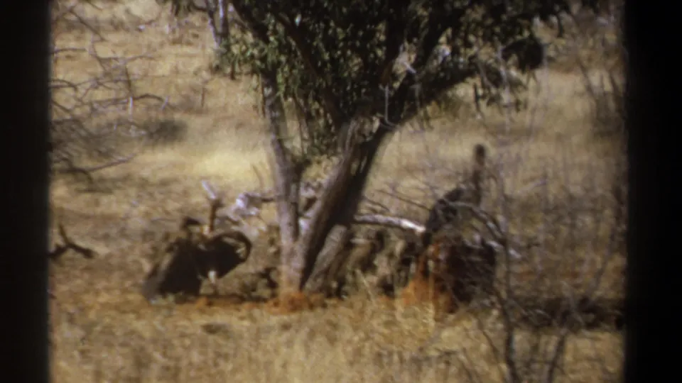 1969 Kenya wildlife frame with a dark bird near a carcass or food remains beside a sparse tree and dry grass.
