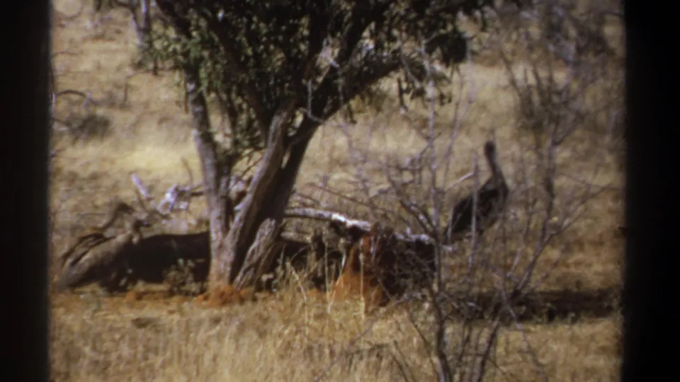1969 Kenya 8mm frame showing multiple large birds feeding or standing near remains under a tree in dry savanna grass.