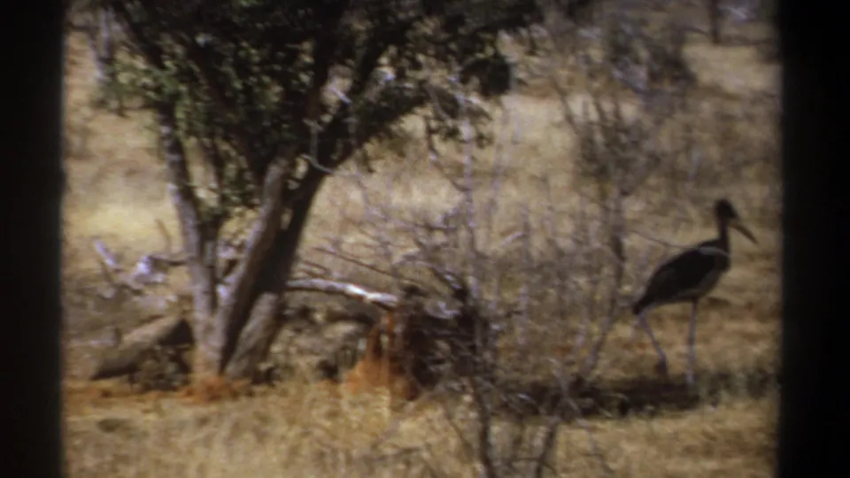 1969 Kenya 8mm frame with a tall dark bird near brush and another bird low beside the tree and food source.