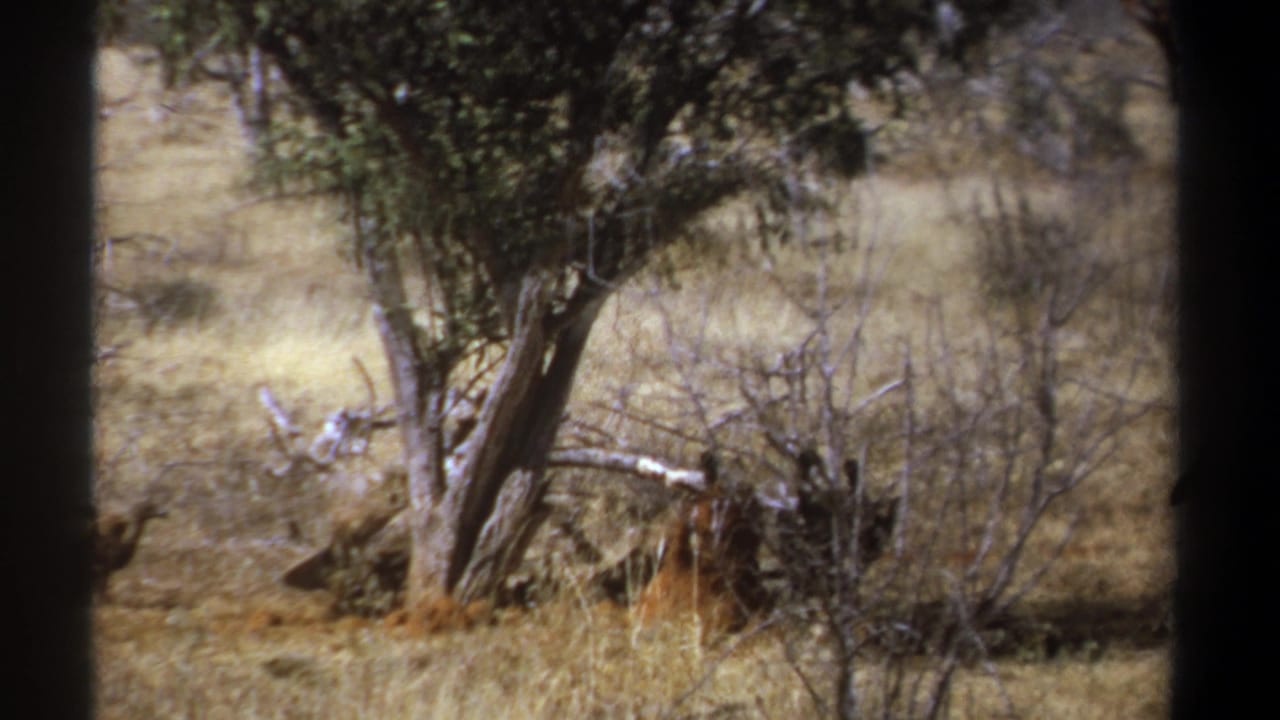 1969 Kenya 8mm frame showing sunlit dry grass, scattered trees, and brush behind a dark foreground trunk.