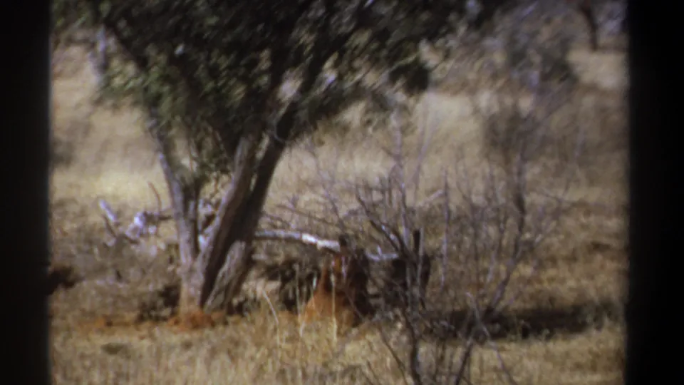 1969 Kenya 8mm frame with dry grassland, leafy trees, brush, and a dark vertical trunk obscuring part of the view.