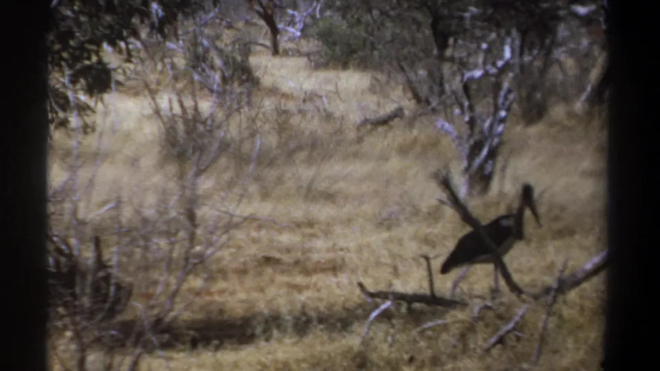 1969 Kenya 8mm frame showing a large dark bird walking away across dry grass near trees and branches.