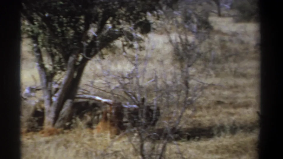 1969 Kenya 8mm frame of sunlit dry grass, trees, and brush, with a dark trunk dividing the scene.