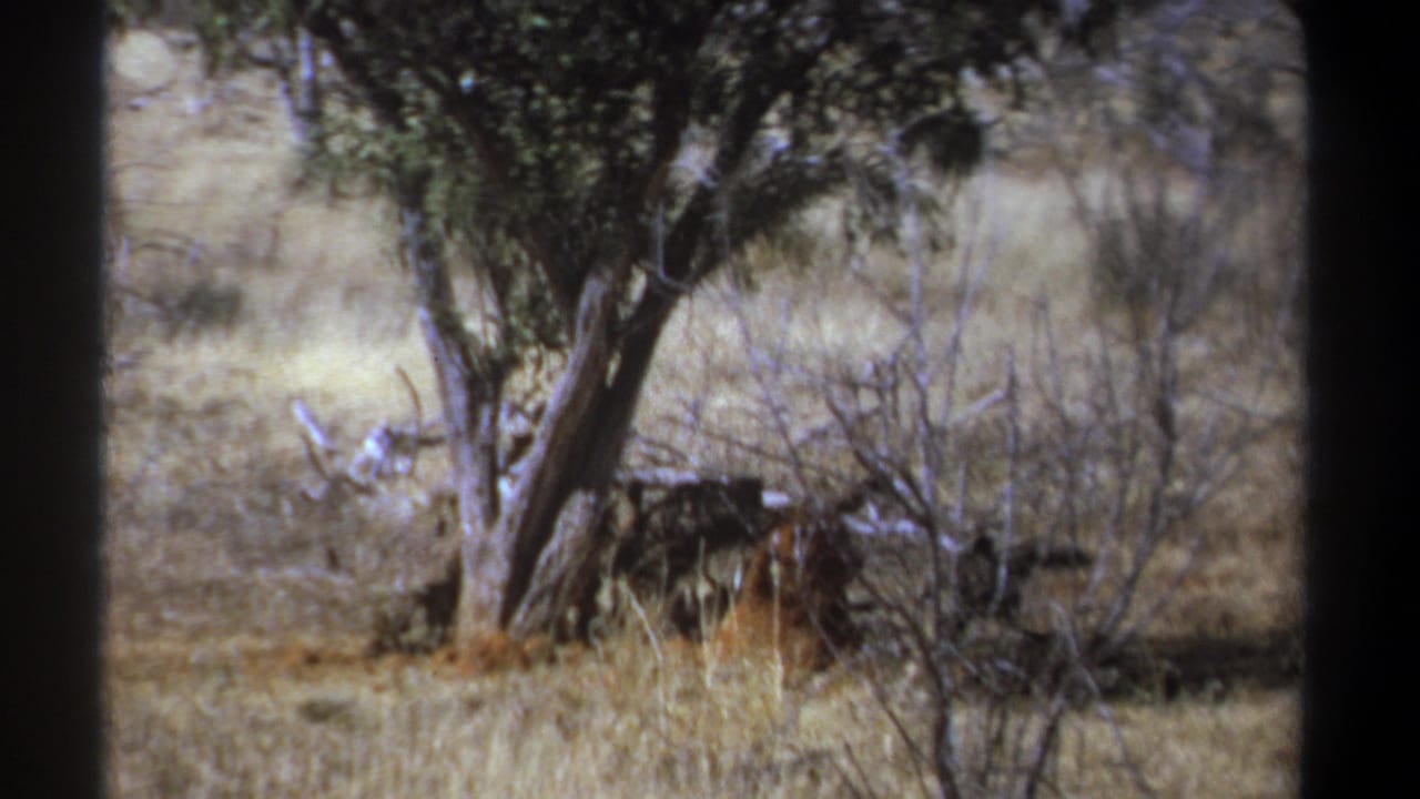 Vultures gather in dry grass beneath a leafy tree.