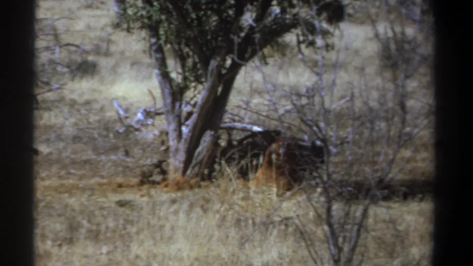 1969 Kenya wildlife frame with a vulture near brush and a leafy tree in sunlit savanna.