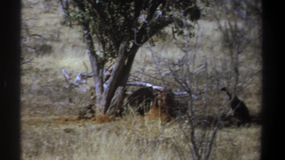 1969 Kenya 8mm frame with a vulture at frame edge beside brush and dry savanna grass.