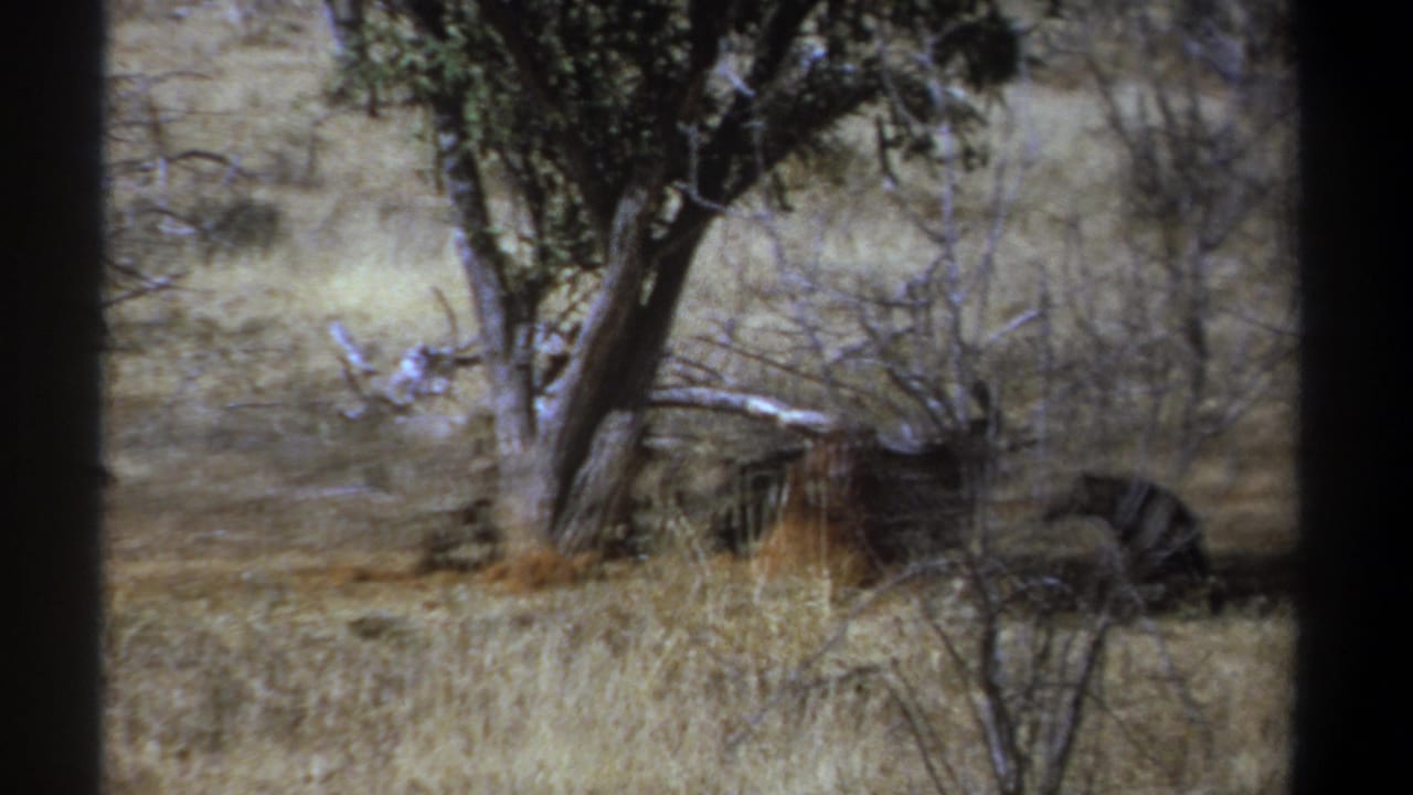 Vultures gather in dry grass beneath trees, partly framed by dark vertical edges.