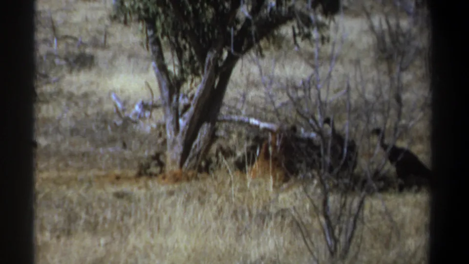1969 Kenya 8mm view of vultures near brush and trees in dry grassland, partially obscured by dark foreground framing.