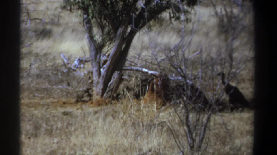 1969 Kenya 8mm frame with a dark vulture near brush and tree cover in a dry savanna setting.