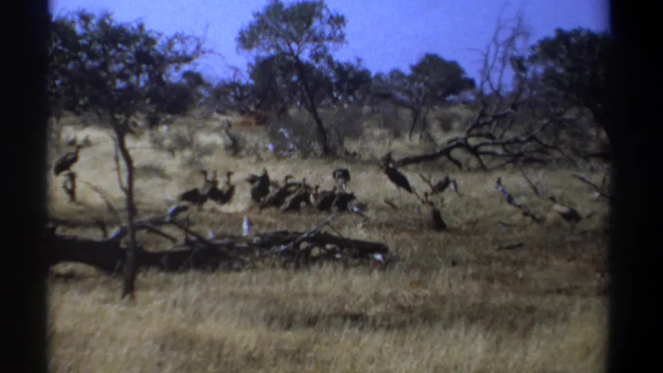 1969 Kenya 8mm wide frame of multiple vultures around fallen branches and dry grass under a blue sky.