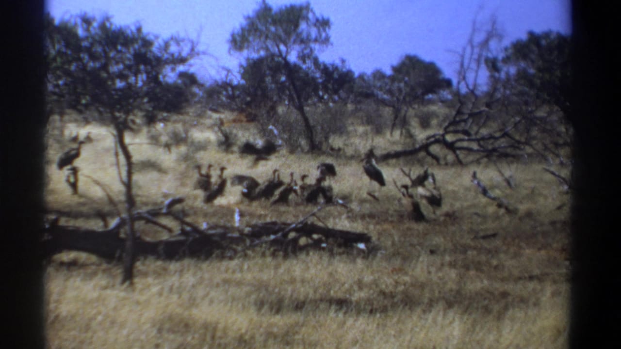 Large birds gather on a dry grassy plain with scattered trees and fallen branches.