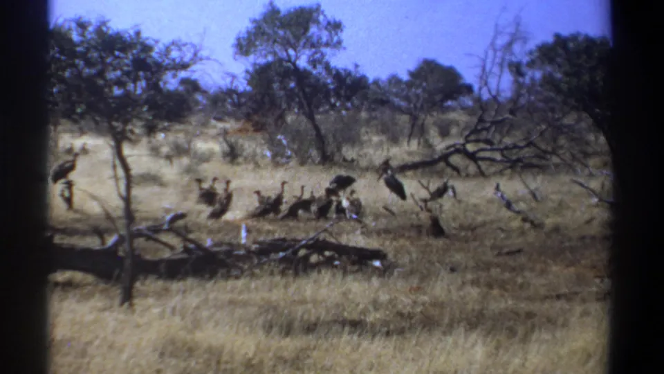 Kenya 1969 8mm frame of vultures or storks gathered on dry grassland, with fallen branches and sparse trees behind them.