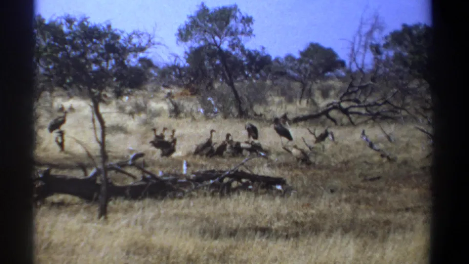 Kenya 1969 8mm frame with several large birds standing, flapping, and shifting across a dry savanna scene.