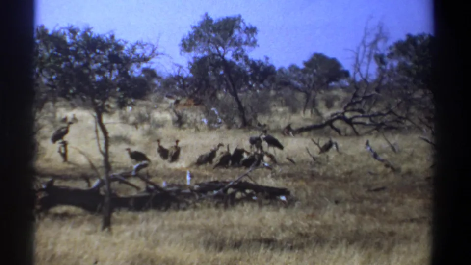 Kenya 1969 8mm frame showing large birds dispersed across dry savanna grass with a fallen branch in the foreground.