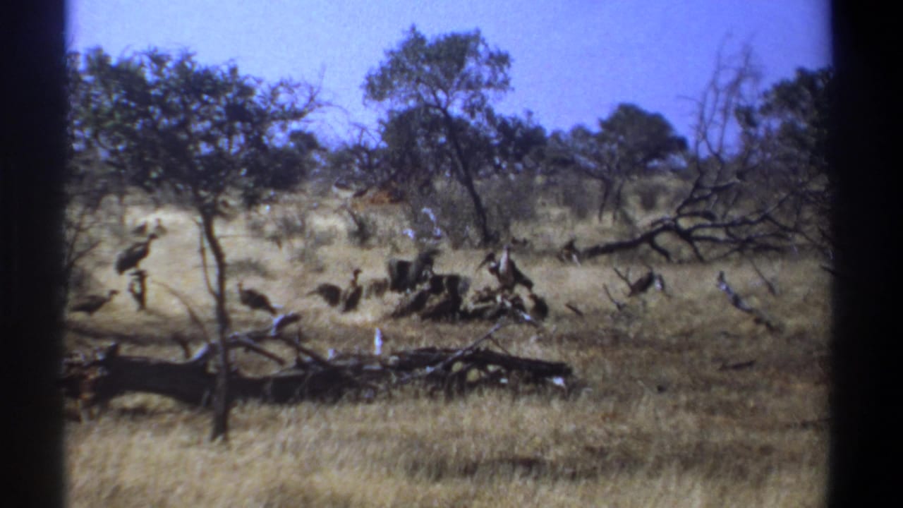 Large long-beaked birds gather in dry savanna grass near fallen branches and sparse trees.