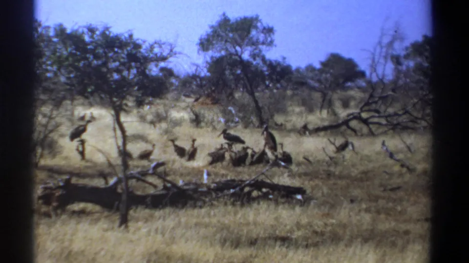 1969 Kenya 8mm frame with a flock of large birds moving through golden savanna grass beside fallen wood and sparse trees.