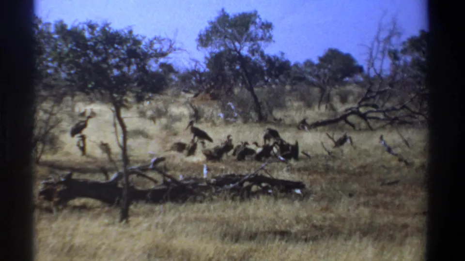 1969 Kenya 8mm frame showing several large birds clustered low in dry grass with one bird standing taller near a tree.