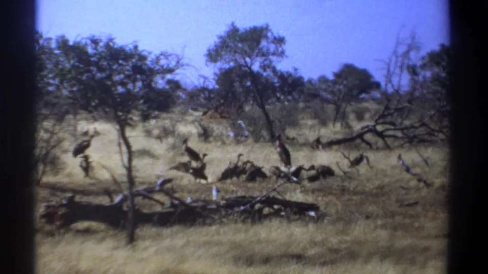 1969 Kenya 8mm frame of large long-beaked birds in dry savanna grass, with fallen branches and scattered trees behind them.