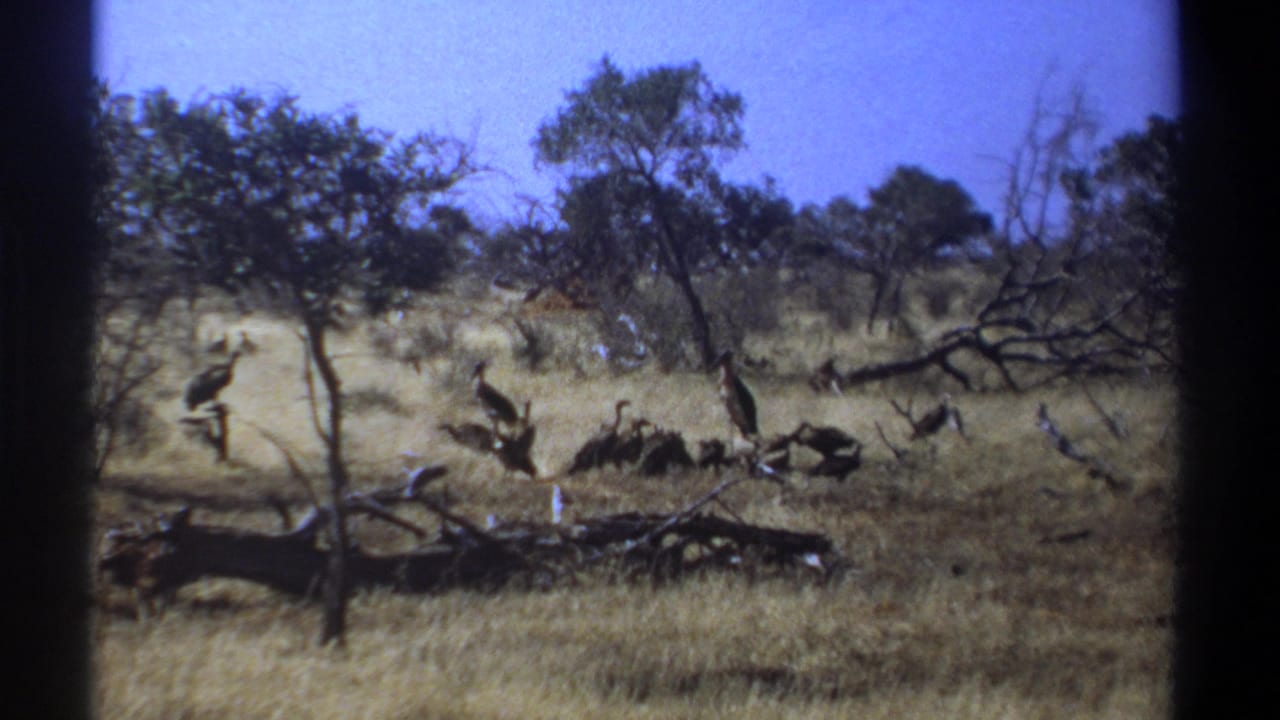 Large birds gathered in dry grass with scattered trees and fallen branches.