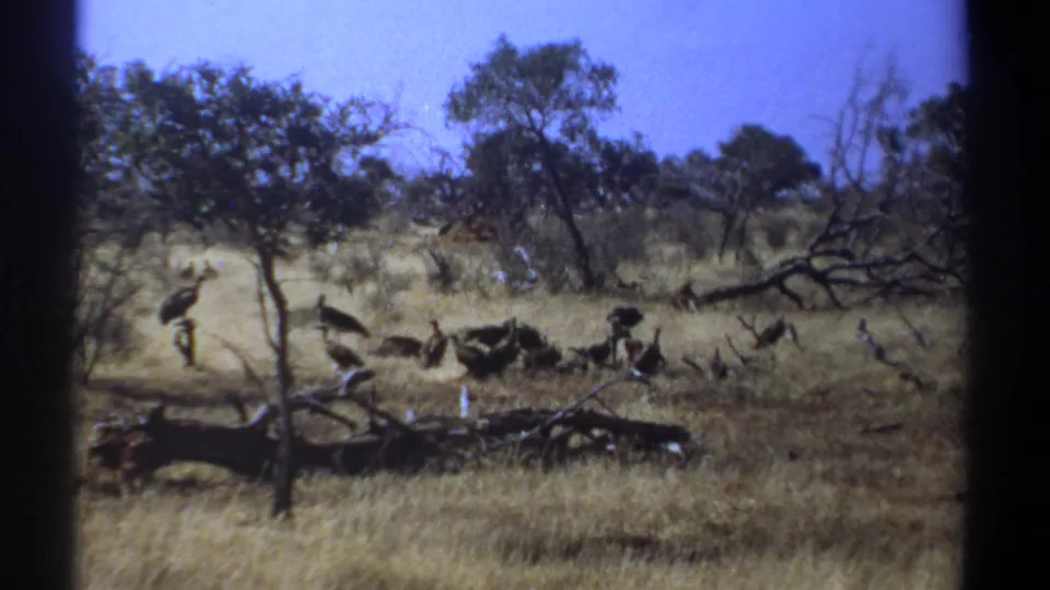 1969 Kenya 8mm frame showing large dark birds clustered near fallen branches in a dry, tree-dotted savanna.