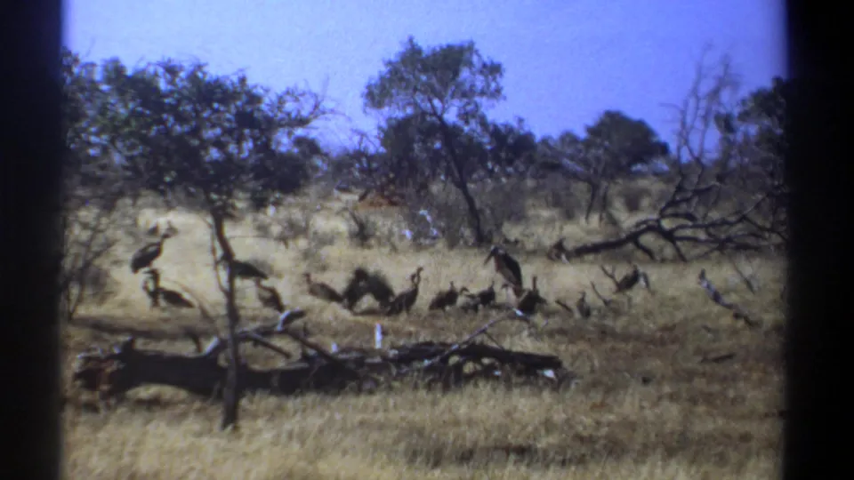 1969 Kenya 8mm frame of large birds moving through a dry savanna clearing, with scattered trees and fallen branches behind them.
