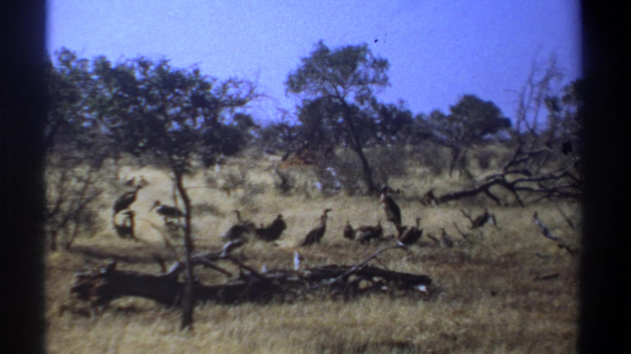 Vultures gather in dry grass near a fallen branch under scattered trees.