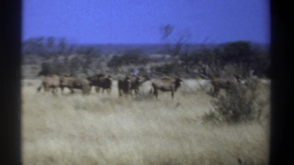 1969 Kenya 8mm frame with a distant wildebeest herd crossing dry savanna grass under a deep blue sky.