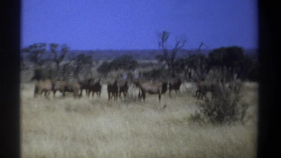 Soft 8mm view of wildebeests moving across Kenya savanna, with dry grass and low tree cover in the background.