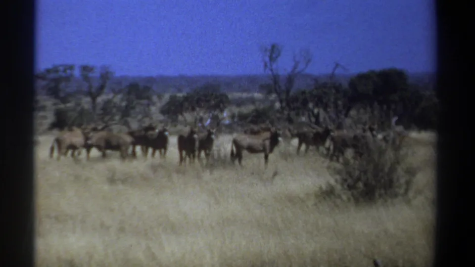 1969 Kenya safari footage frame showing wildebeests grouped among dry grass, brush and scattered trees.