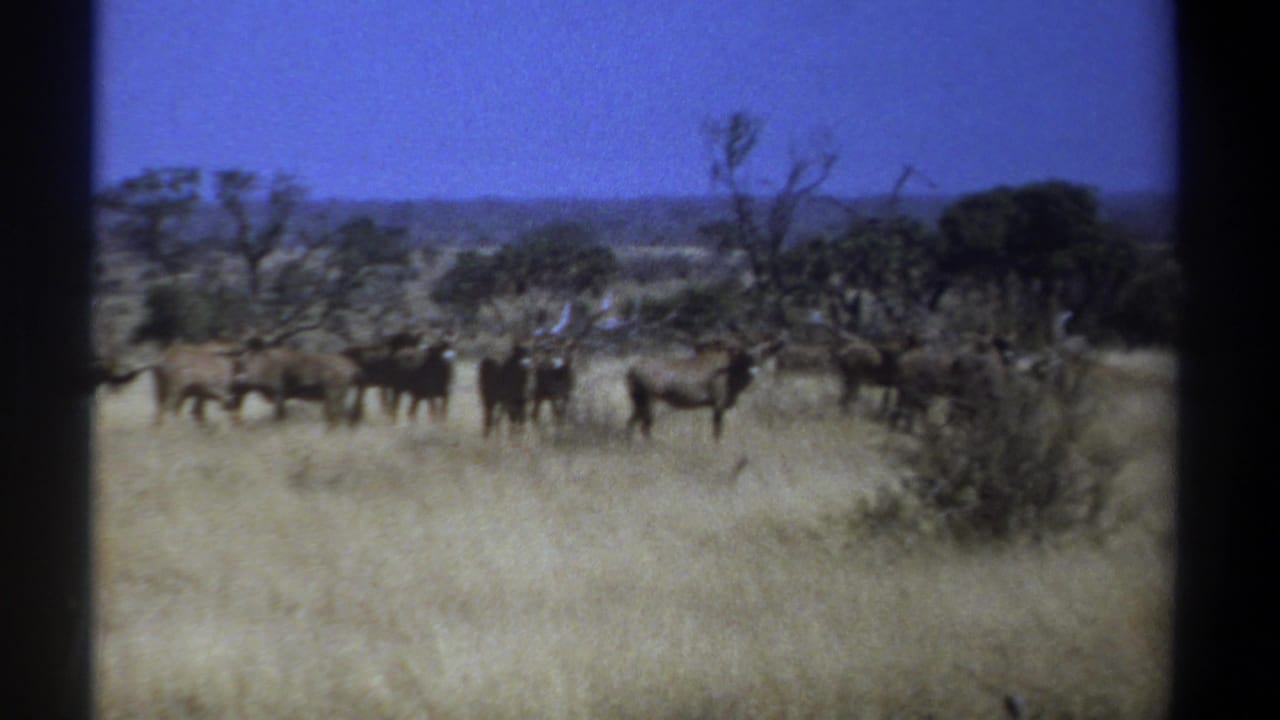 Wildebeests standing and grazing in tall dry grass with shrubs and trees behind them.