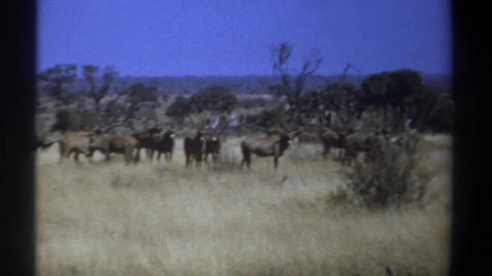 1969 Kenya 8mm frame showing wildebeests in tan savanna grass with scattered shrubs, low trees, and blue sky.