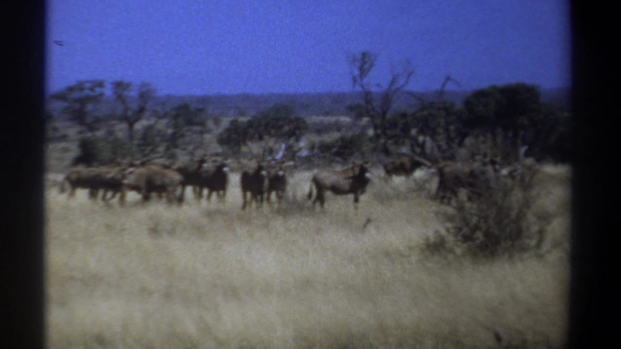 A herd of wildebeests is grouped in dry grassland beneath a clear blue sky.