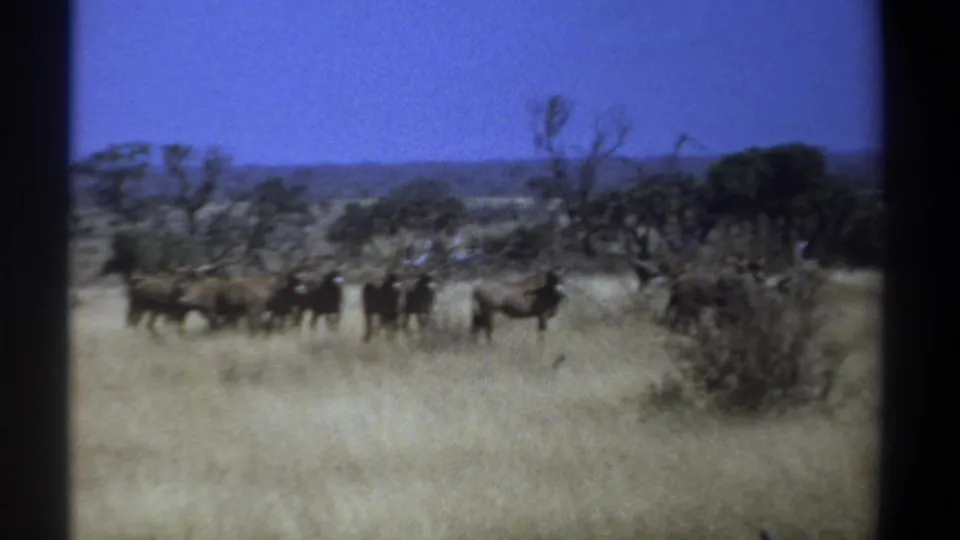 Soft 8mm Kenya frame showing wildebeests partly obscured by tall tan grass, with shrubs and trees across the savanna.