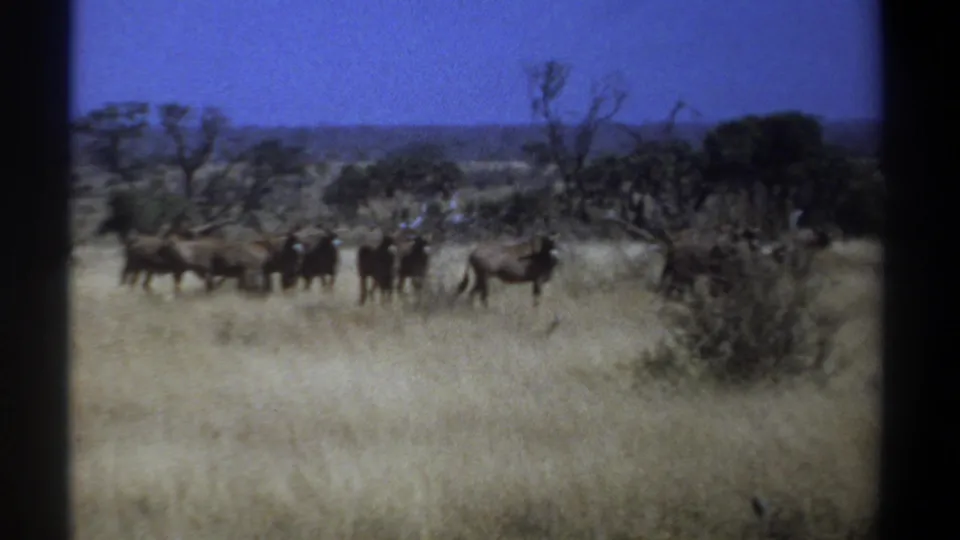 1969 Kenya 8mm still of wildebeests across tall grassland, framed by shrubs, bare branches, and a deep blue sky.