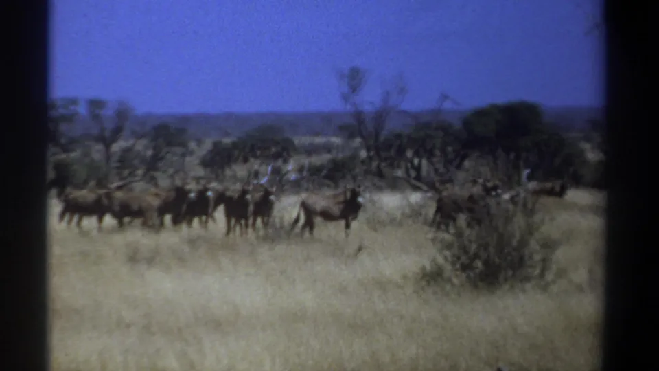 1969 Kenya 8mm frame showing wildebeests in dry savanna grass with shrubs, trees, and a blue sky beyond.