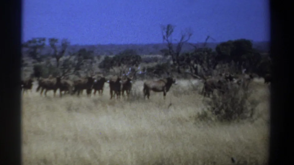 1969 Kenya wildlife frame with a wildebeest herd moving across sunlit bushland under a clear blue sky.