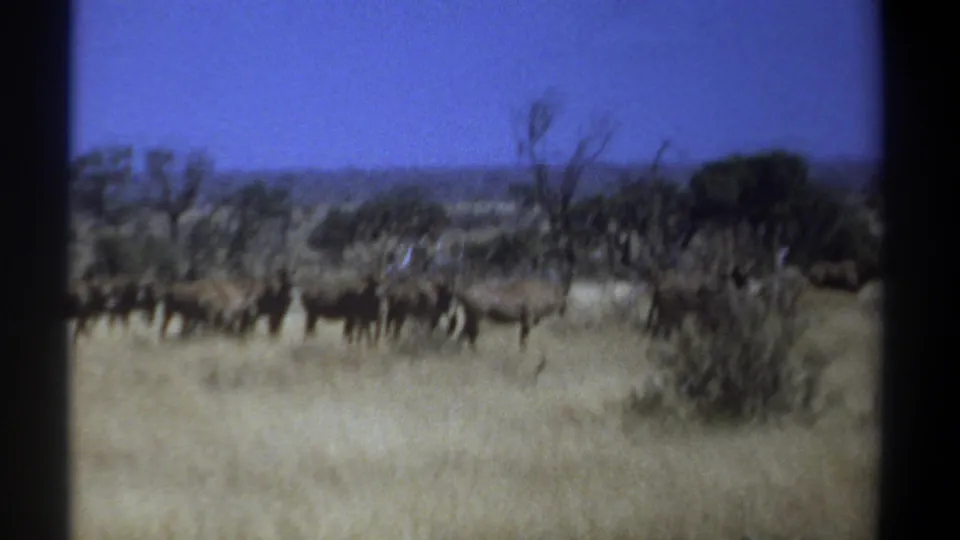 1969 Kenya 8mm frame of wildebeests moving through tall grass, softened by motion and film grain.