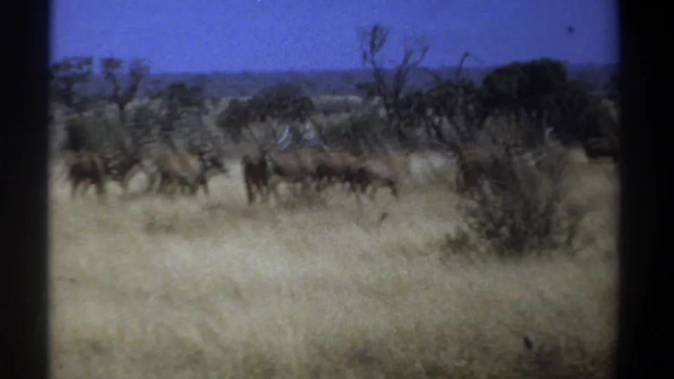 1969 Kenya frame showing wildebeests crossing dry bushland with scattered shrubs, bare branches, and distant trees.