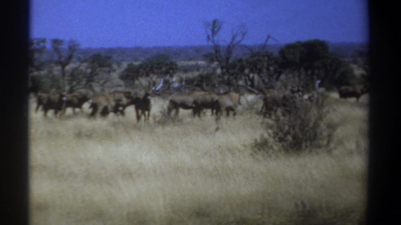 Gazelles move through tall dry grass with scattered trees and blue sky behind them.