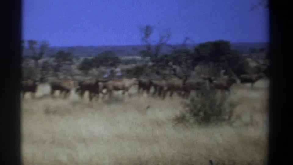1969 Kenya home-movie frame with gazelles moving laterally through tall grass, framed by distant trees and a hazy horizon.