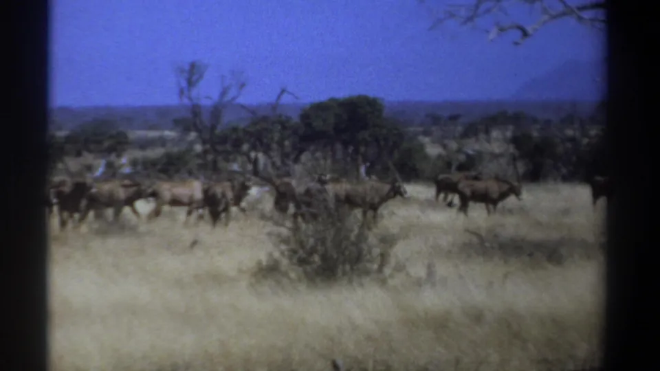 1969 Kenya 8mm frame showing gazelles in mid-distance near a bush, with dry grass, trees, and saturated blue sky.