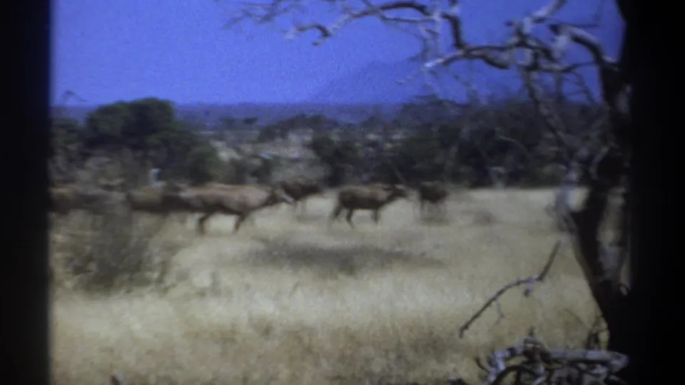 1969 Kenya home-movie frame with gazelles crossing open savanna grass, partly framed by dark branches and trees.