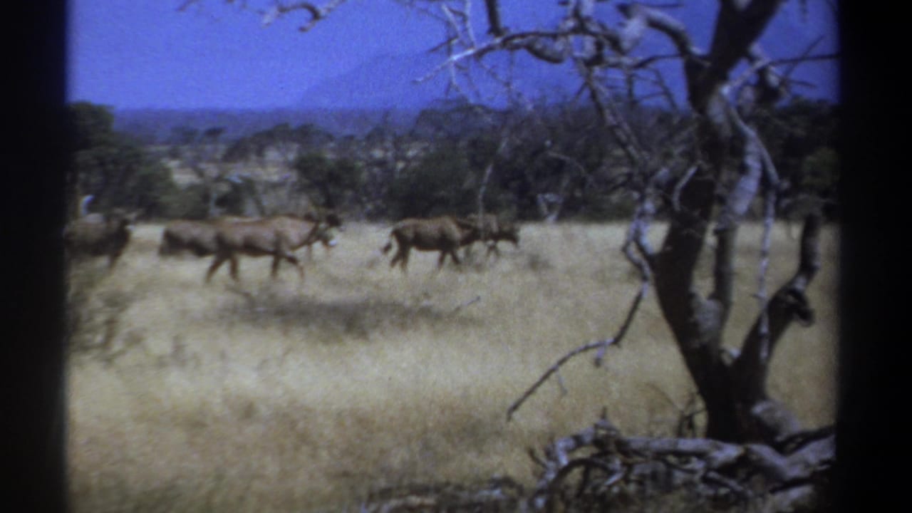 1969 Kenya 8mm frame of antelopes moving across dry savanna, partly seen through bare tree trunks and branches.