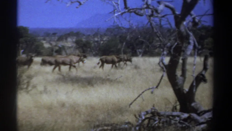 1969 Kenya 8mm frame of antelopes moving across dry savanna, partly seen through bare tree trunks and branches.